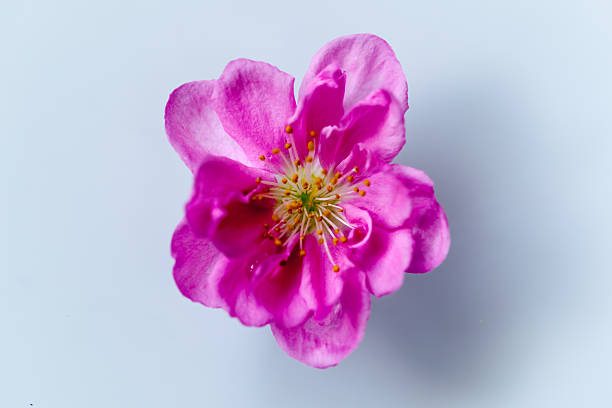 Peach Blossom