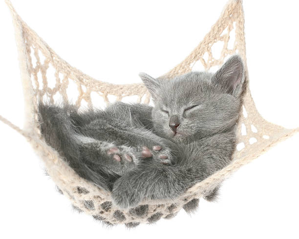 istock Cute gray kitten sleeping in hammock. 510248117