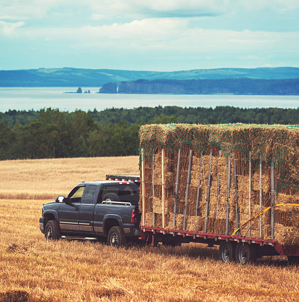 raccogliere il fieno - hay wheat bale stacking foto e immagini stock