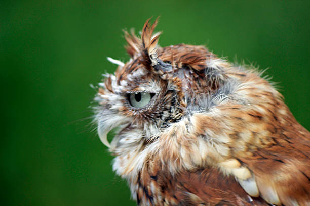 petit-duc maculé des indes - red owl screech owl animal photos et images de collection