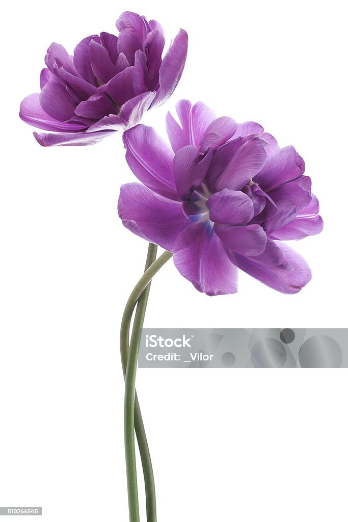tulip Studio Shot of Purple Colored Tulip Flowers Isolated on White Background. Large Depth of Field (DOF). Macro. National Flower of The Netherlands, Turkey and Hungary. Flower Stock Photo