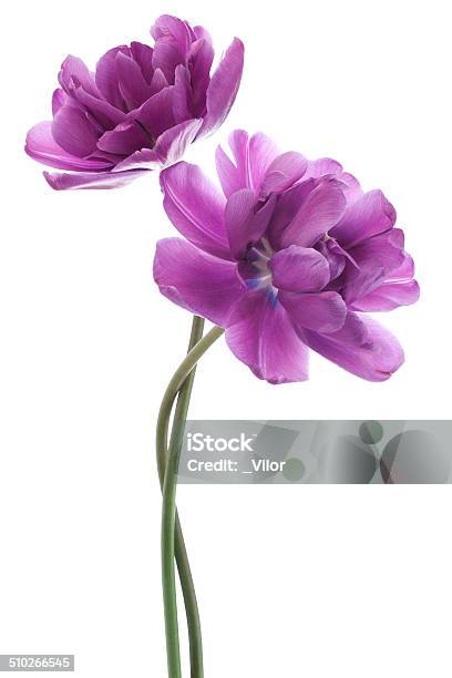 Tulip Stock Photo - Download Image Now - Flower, Purple, Cut Out