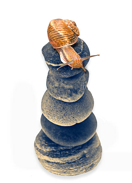 Snail on top of stacked pebbles