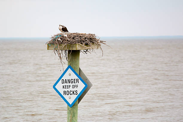 Osprey on Nest on the Chesapeake Bay stock photo