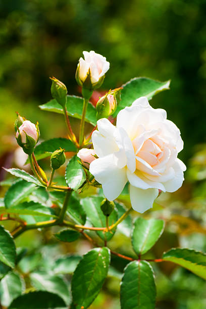 istock Close up of historical white Rose, Prosperity 510267607