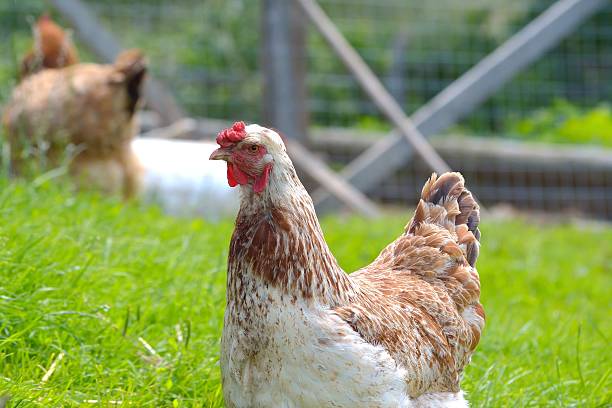 istock Hen in green grass 510267715