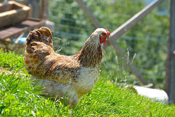 istock Hen in green grass 510267723