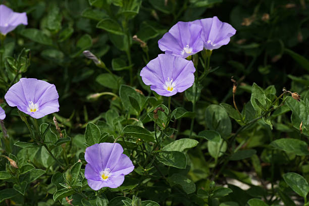 istock Convolvulus sabatius, Blue compactor, Convolvulaceae, Mediterranean coast 510267729