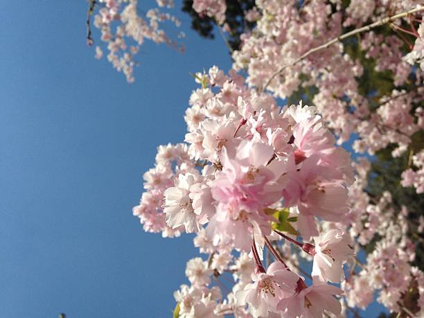 桜 cherry blossoms cherry blossoms 桜 stock pictures, royalty-free photos & images