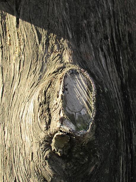 tree stock photo