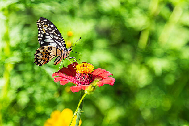 istock butterfly is sucking nectar 510268675