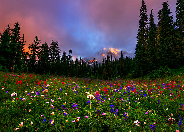istock Mt Rainier and Alpine Flowers 510268859