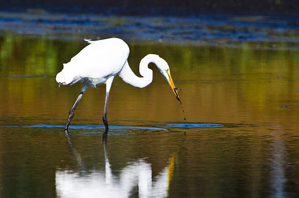 istock Great Egret With Caught Fish in Autumn 510268977