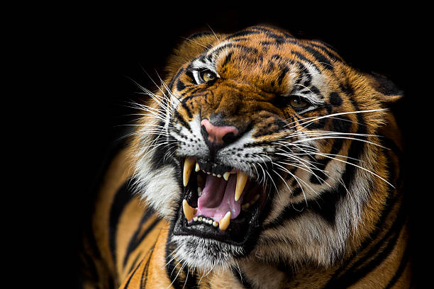 istock Sumatran Tiger Roaring 510269115