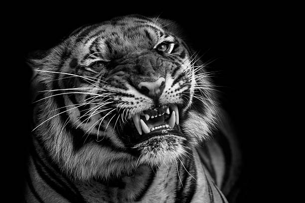 istock Sumatran Tiger Roaring 510269117