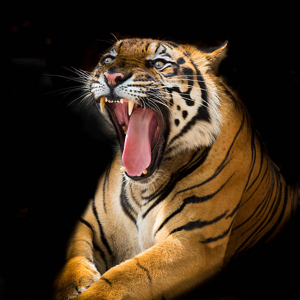 istock Sumatran Tiger Roaring 510269127