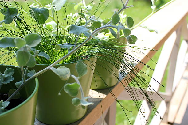 istock Flowers in pots on terrace 510269181
