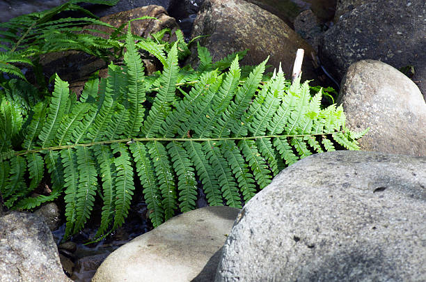 istock Fern leaf growing among the rocks. 510269243