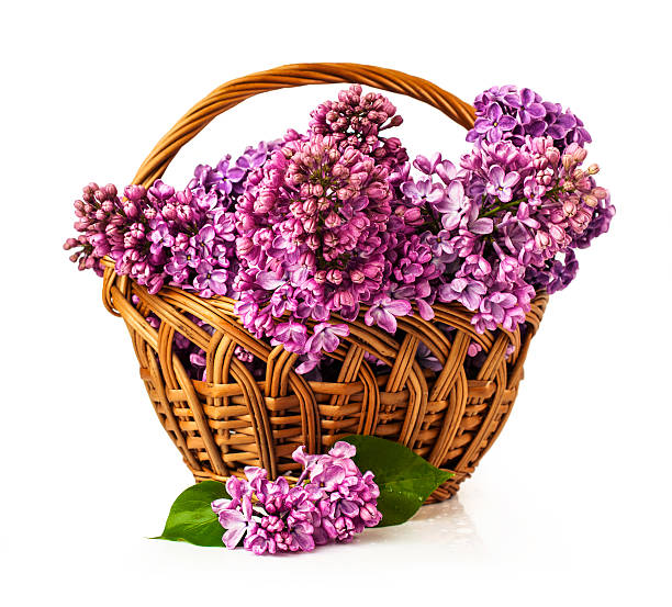 istock wicker basket with lilac 510269245