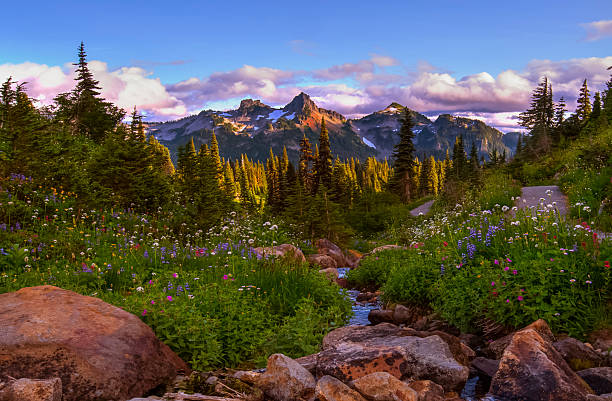 istock Wild flowers in the mountains 510269575
