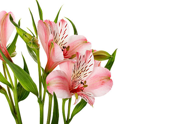 istock pink lilies isolated on the white background 510269665