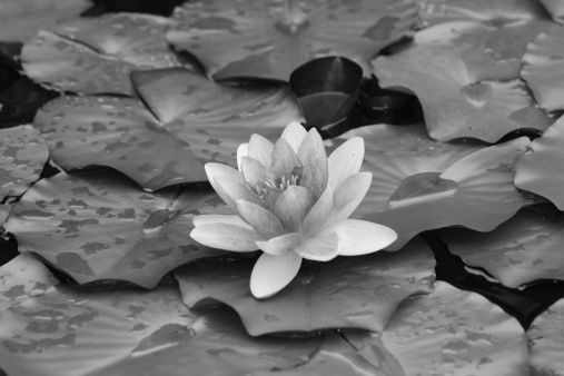 White Lily. Black and white