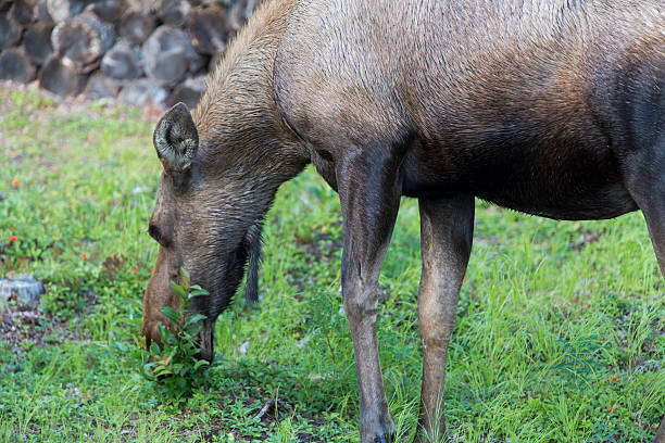 istock Kasilof moose 510270543