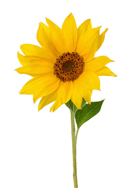 istock Sunflower isolated on white background 510270681