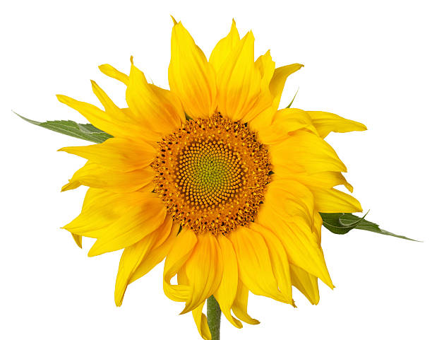 istock Sunflower isolated on white background 510270691