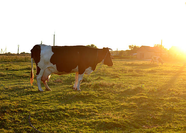 istock Cow in a field at sunset 510270753