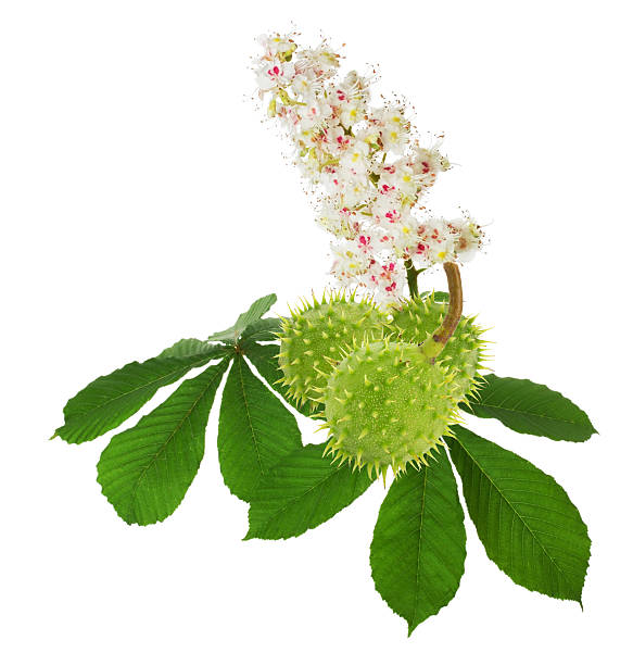 istock green chestnuts with leaves and flowers 510270983