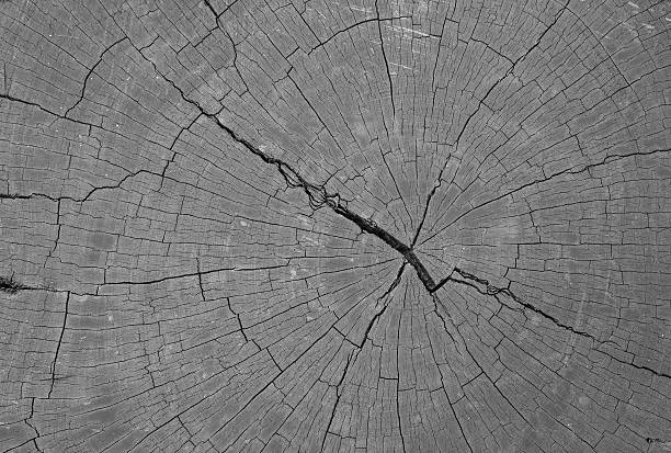 istock Cut of a log 510271165