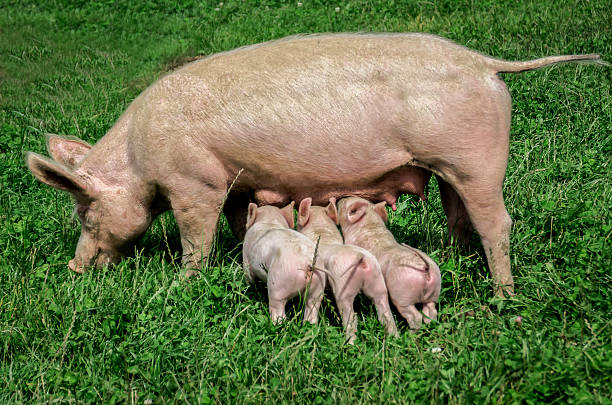 istock three little pigs feeding from there mum, colour image 510272033