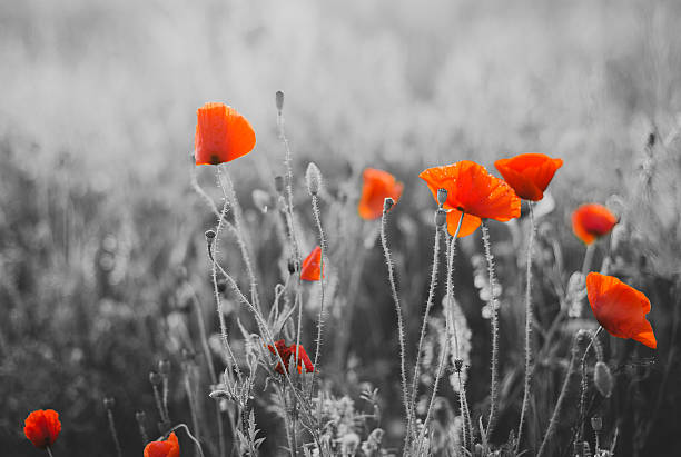 레드 가시양귀비 꽃 for remembrance sunday/일요일 - poppy field red flower 뉴스 사진 이미지