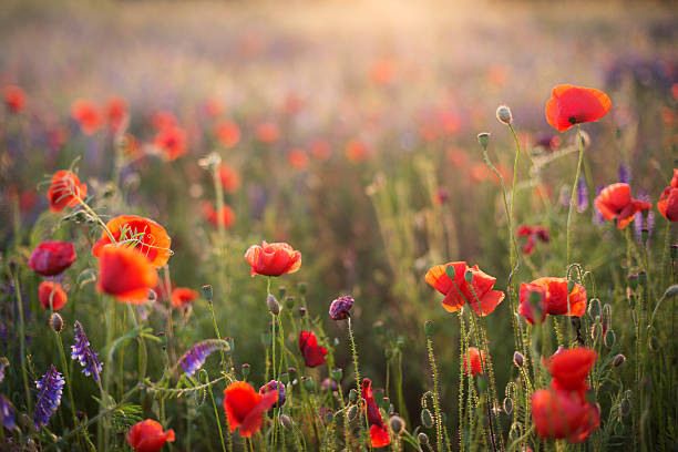 istock beautiful vivid poppy field 510272073