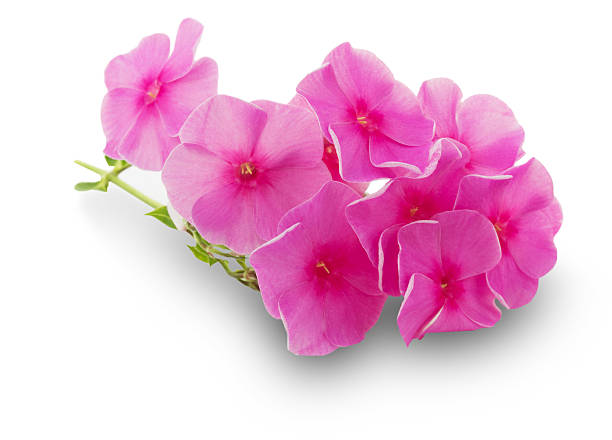 istock pink flowers isolated on the white background 510284135