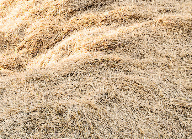 background dry hay stock photo