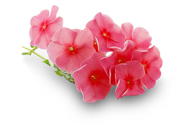 istock red flowers isolated on the white background 510284331