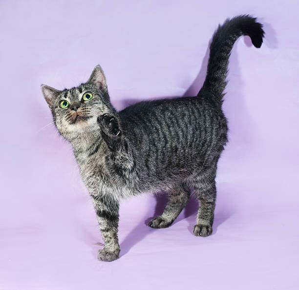 istock Tabby cat with green eyes standing on purple 510284387