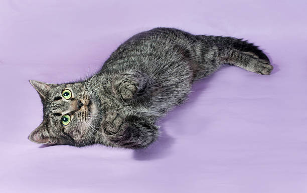 istock Tabby cat with green eyes lying on purple 510284413