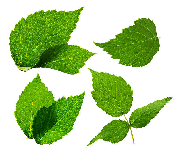 istock blackberry leaves on the white background 510284445