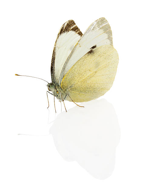 istock Cabbage Butterfly isolated on the white background 510284485