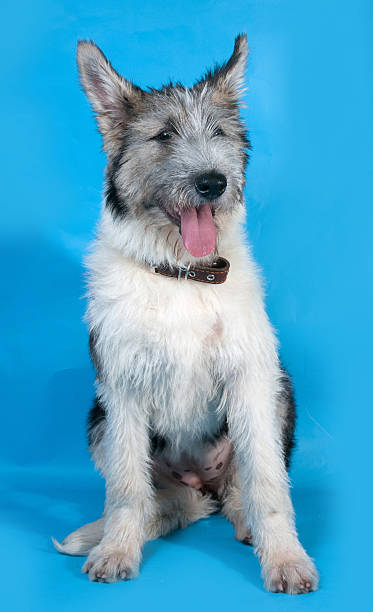 istock Bearded gray dog sitting on blue 510284799