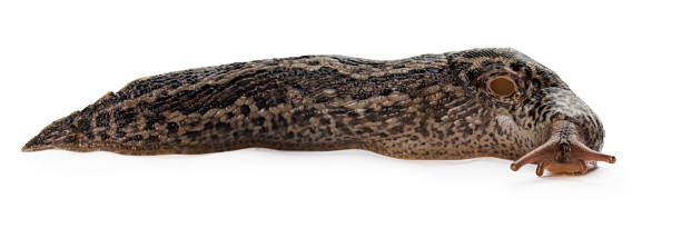 istock brown long snail isolated on the white background 510285221