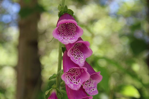 istock Foxglove flower 510285327