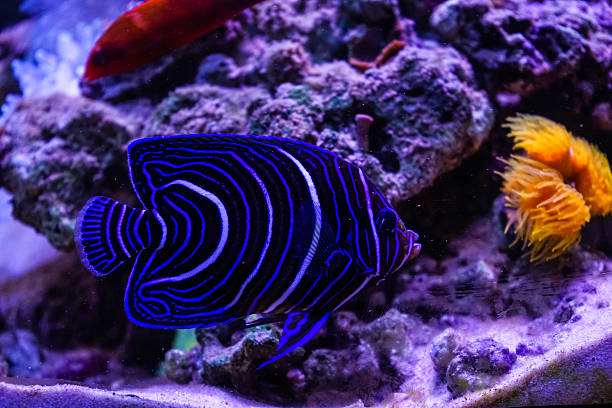 istock Fish in sea aquarium 510285501