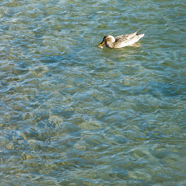 istock to feed the duck 510285507