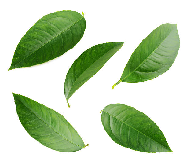 lemon leaves isolated on a white background - leaf 個照片及圖片檔