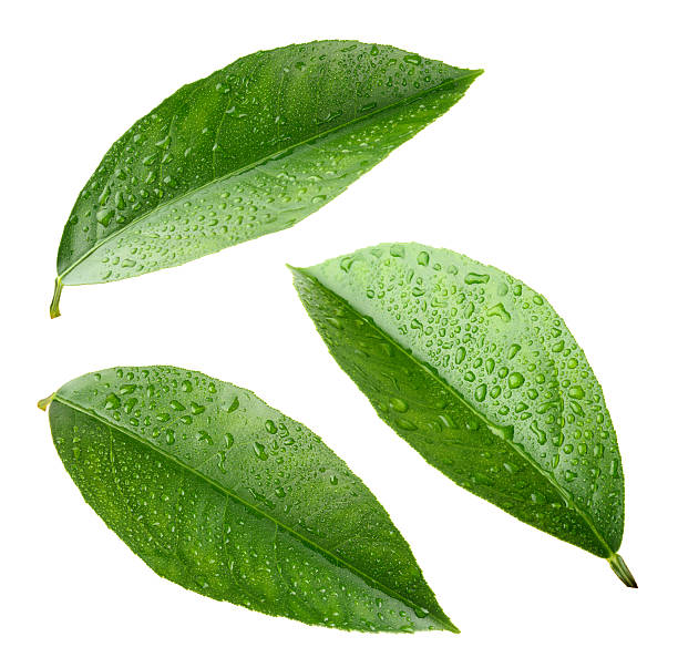 istock Lemon leaves isolated on a white background 510285869