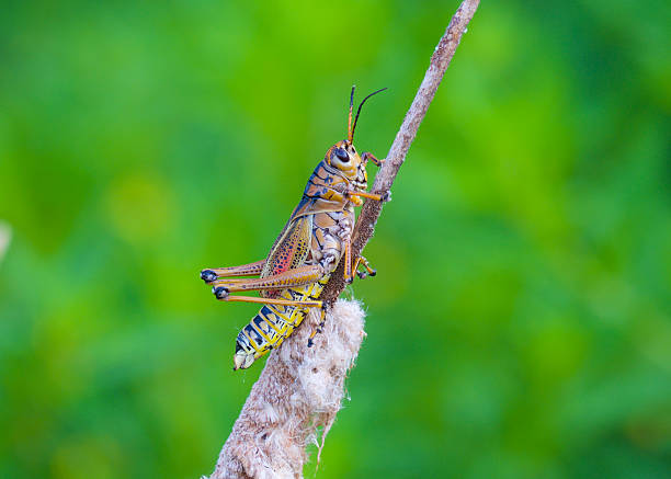 istock Large Grasshopper in Florida Lake 510286001